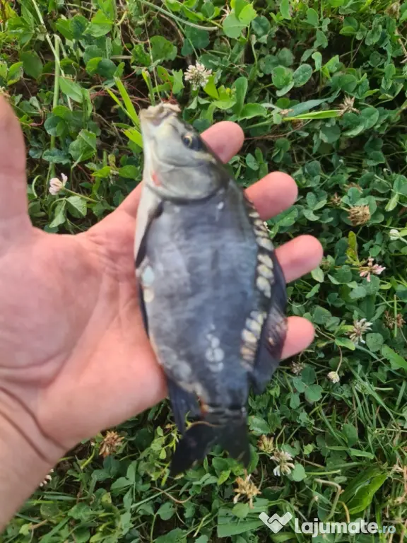 crap lin salau somn fitofag novac amur cteno