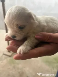 Catei bichon maltez 