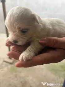 Catei bichon maltez