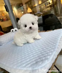 Bichon maltez mini toy 