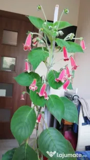 Plantă Kohleria