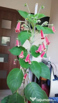 Plantă Kohleria