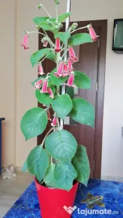 Plantă Kohleria
