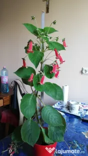Plantă Kohleria