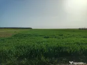 Teren investitie Cernica, Posta 
