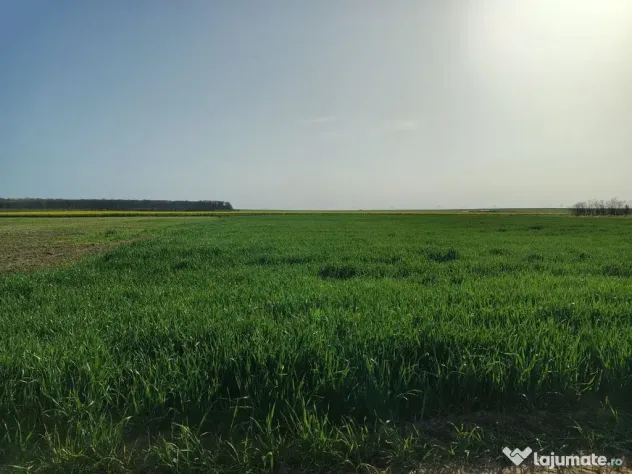 Teren investitie Cernica, Posta