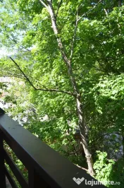 Apartament cu doua camere -Busteni,central 