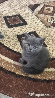 British shorthair blue