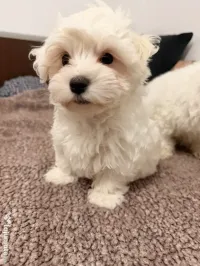 Bichon maltez Luna, Maya și Hugo 