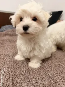 Bichon maltez Luna, Maya și Hugo