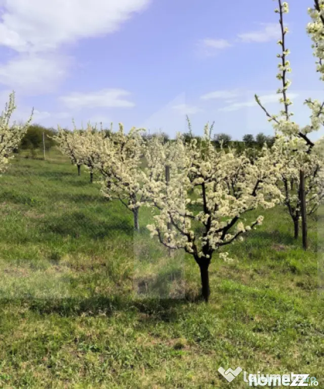 Teren extravilan cu 50ml front stradal la DN, 10.189 mp, Cri - Cristesti (Botosani)