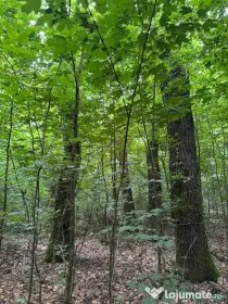 Pădure stejar 2,71 ha – vânzare urgentă / ofertă cumpărare