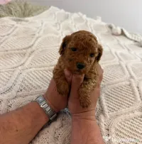 Pudel Toy (Caniche)