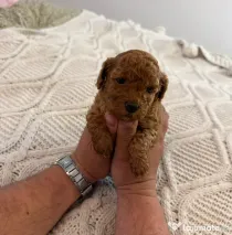 Pudel Toy (Caniche)