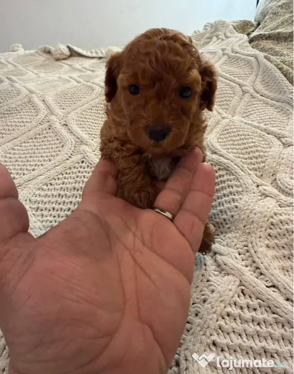 Pudel Toy (Caniche)