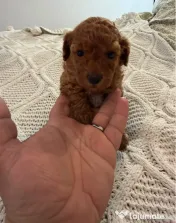 Pudel Toy (Caniche) 