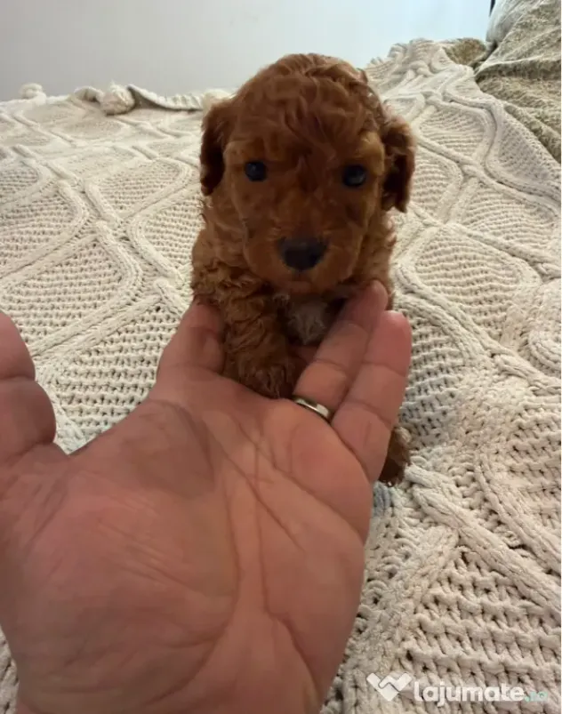 Pudel Toy (Caniche)