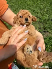 Pudel Toy (Caniche) 