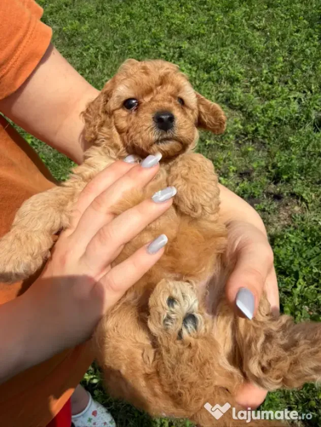 Pudel Toy (Caniche)