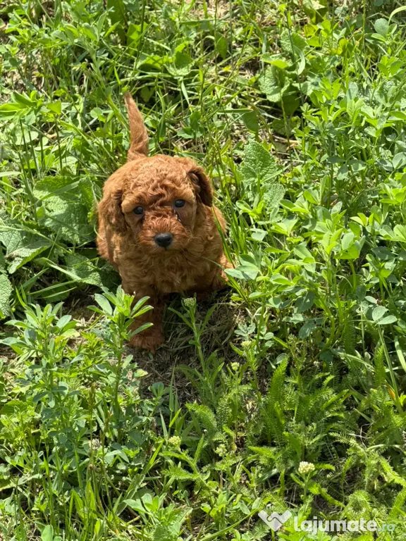 Pudel Toy (Caniche)