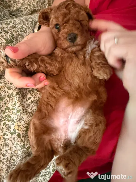 Pudel Toy (Caniche)