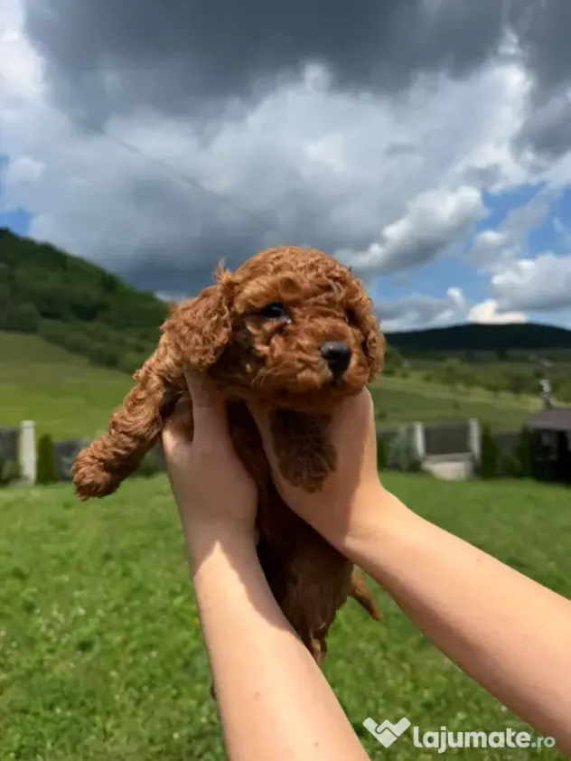 Pudel Toy (Caniche)