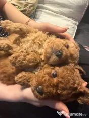 Pudel Toy (Caniche) 