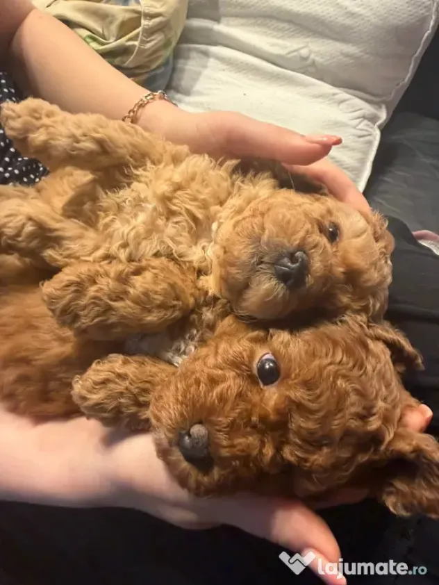 Pudel Toy (Caniche)