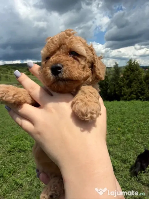 Pudel Toy (Caniche)