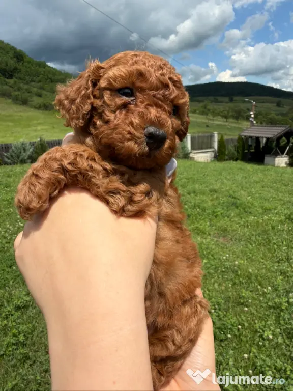 Pudel Toy (Caniche)