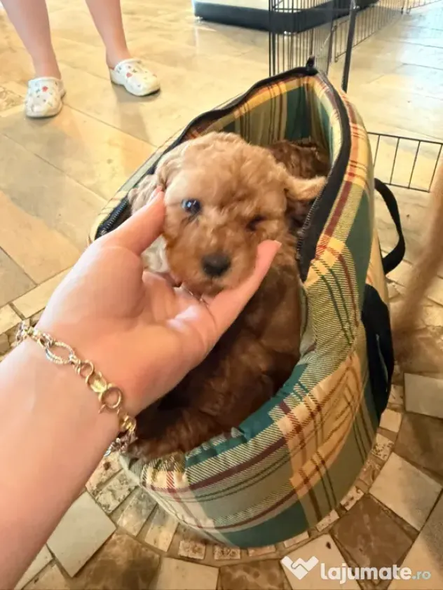 Pudel Toy (Caniche)