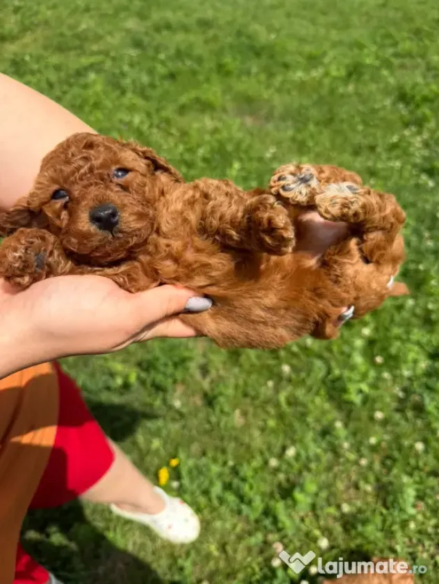Pudel Toy (Caniche)
