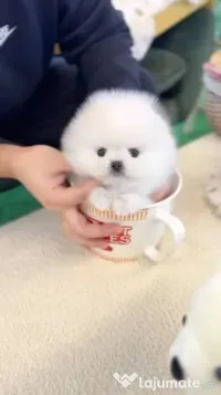 Pomeranian mini toy 