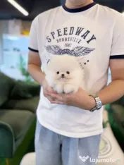 Pomeranian mini toy