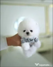 Pomeranian mini toy