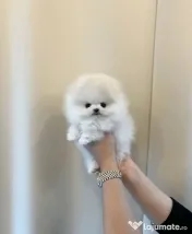 Pomeranian mini toy