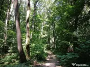 Raritate absolută: Teren 20.000 mp în inima Padurii Bă... 