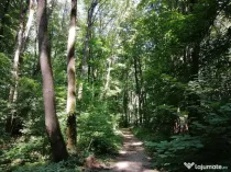 Raritate absolută: Teren 20.000 mp în inima Padurii Bă...
