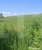 Teren extravilan 4.500 mp în Tudora