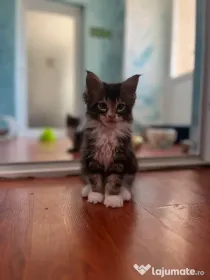 Pui rasa Maine coon