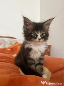 Pui rasa Maine coon