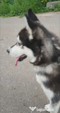 Donez câine husky