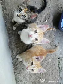 Dau spre adopție pui de pisica