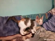 Dau spre adopție pui de pisica
