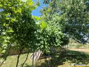 Casa traditionala, cu 2.000mp teren roditor, Izvoarele, Prah