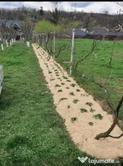 Teren intravilan casă