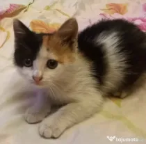 Pisicuța metis American Wirehair pui