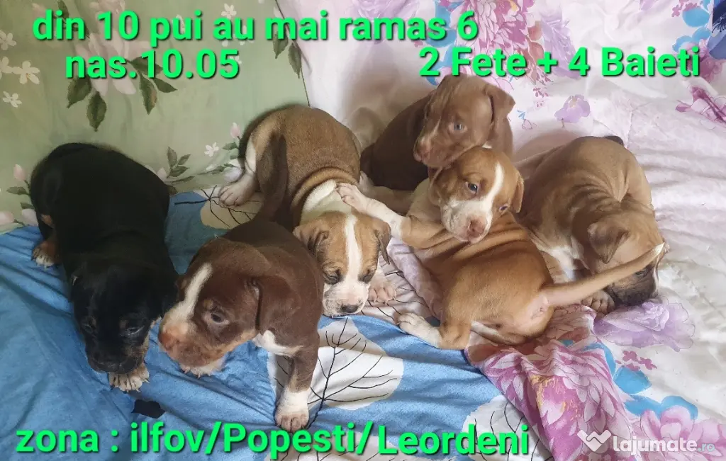 pui AmericanStaffordshireTerrier