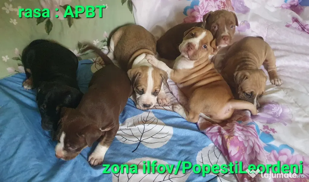 pui AmericanStaffordshireTerrier