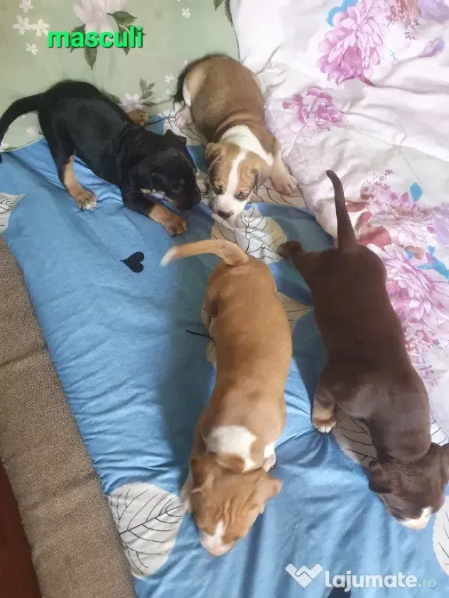 pui AmericanStaffordshireTerrier